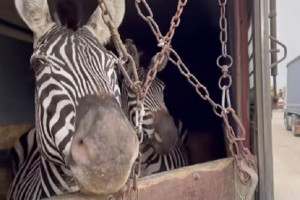 جنجال مرگ گورخر آفریقایی هنگام ورود به ایران