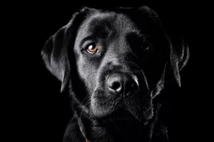 تعبیر دیدن سگ سیاه در خواب های ما چیست ؟