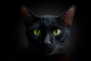 تعبیر خواب گربه سیاه/ دیدن گربه سیاه در خواب نشانه چیست؟