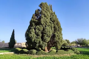 زیباترین درخت ایرانی در این شهر است ! (+عکس)