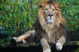 انداختن گاو جلوی شیر ایرانی برای گرفتن عکس یادگاری