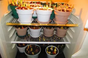 نگهداری پیاز گل سنبل پارسی و هلندی در یخچال