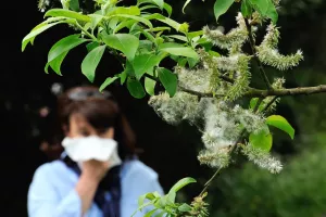 کدام گیاهان آلرژی و آسم را تشدید می کنند؟