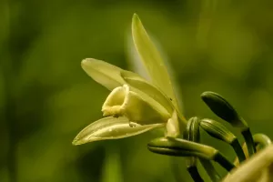 وانیلین طبیعی چیست و چه کاربردهایی دارد؟