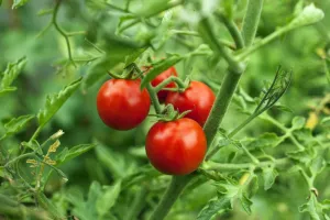 آموزش کاشت گوجه خوشه ای از طریق بذر