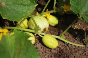 روش کاشت ، پرورش و برداشت خیار لیمویی