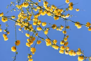 روش کاشت و نگهداری از گل رز ژاپنی (گل آبشار طلایی)