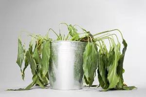جلوگیری از گرمازدگی گیاهان با چند ترفند ساده و کاربردی
