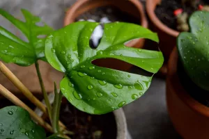 گیاه برگ انجیری مینیاتوری مکزیکی را بشناسید !