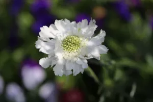 شرایط محیطی مناسب جهت نگهداری از گل اسکابیوسا سفید