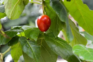 روش کاشت و نگهداری از گیاه تاماریلو (میوه بومی آمریکا)