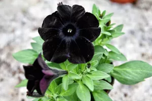 مشخصات گل پتونیا یا اطلسی سیاه (سیاه ترین گل جهان)