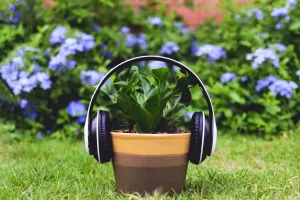 نگاهی به تاثیر موسیقی بر روی گیاهان