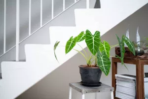 شرایط لازم برای نگهداری گیاهان آپارتمانی در راه پله