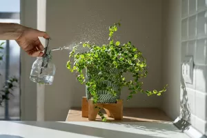 روش های تامین رطوبت در گیاهان آپارتمانی