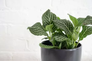روش مراقبت از گیاه فیتونیا در تابستان