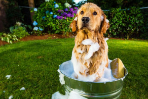 ۱۱ راهکار اساسی جهت دفع بوی بد سگ در خانه