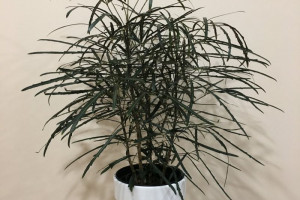 آموزش پرورش و نگهداری گیاه آپارتمانی آرالیا دروغین