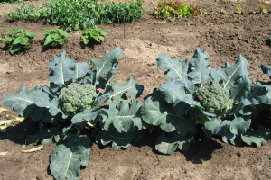 راهنمای کاشت و نگهداری کلم بروکلی