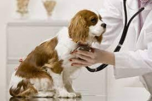 لیست کلینیک های دامپزشکی و پت شاپ های ساری + آدرس و تلفن