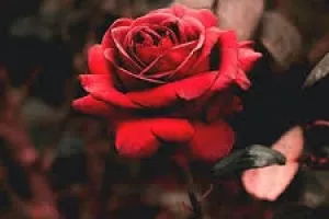 گل سرخ در شعر فریدون مشیری