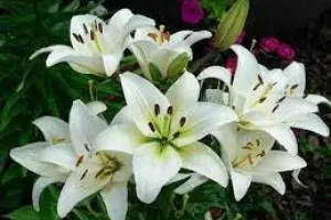 گزیده احساسی ترین اشعار در وصف سوسن
