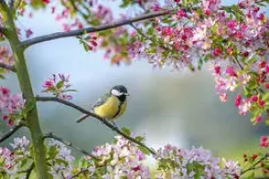 گنجینه ای ناب از اشعار کوتاه و بلند درباره شکوفه بهاری