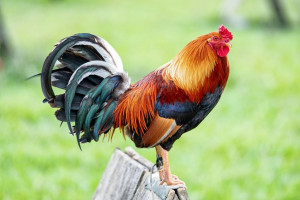 50 عکس دیدنی از زیباترین خروس های جهان