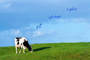 دانلود 30 مدل صدای گاو با کیفیت بالا