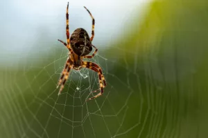 20 گیف عنکبوت که با دیدن آن ها وحشت زده خواهید شد !