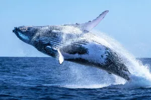 دانلود حیرت انگیزترین گیف های نهنگ