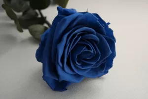 20 گیف گل رز آبی جذاب و خیره کننده