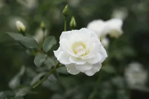 دانلود زیباترین گیف های گل سفید
