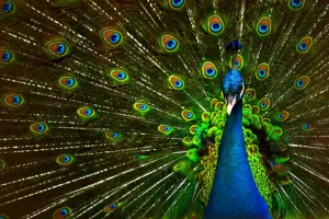 20 گیف طاووس خارق العاده ترین پرنده جهان