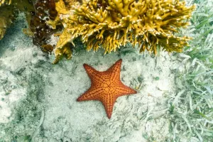 زیباترین گیف های ستاره دریایی را اینجا ببینید !