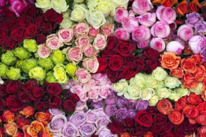 چه گل هایی انرژی مثبت منتقل می کنند ؟