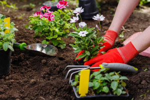 چه گل هایی برای باغچه مناسب هستند ؟