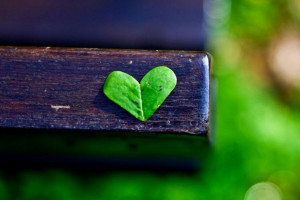 سبزینه یا کلروفیل چیست و چه کاربردی دارد ؟