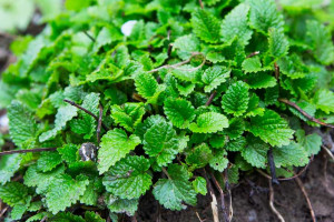 بادرنجبویه چیست و چگونه مصرف می شود ؟