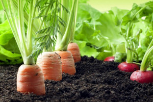 با انواع سبزیجات ریشه ای آشنا شوید