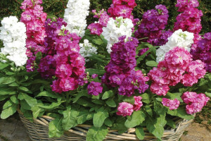 آشنایی با گل شب بو و روش های نگهداری آن