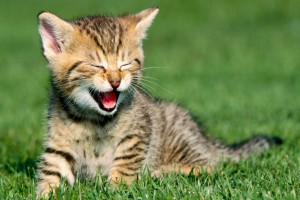 دانلود 30 صدای گربه برای زنگ موبایل و اس ام اس