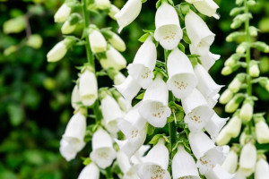 50 عکس خارق العاده از گل انگشتانه با رنگ های خاص