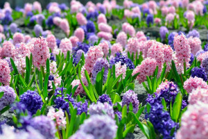 100 عکس حیرت انگیز از گل سنبل با حال و هوای نوروزی