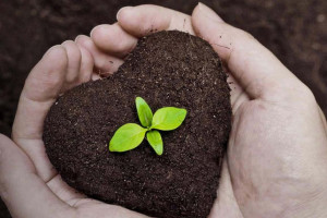 20 عکس پروفایل زیبا و تاثیرگذار ویژه روز درختکاری