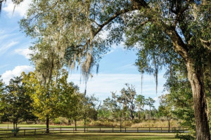 آشنایی با گیاه هوازی خزه اسپانیایی یا spanish moss
