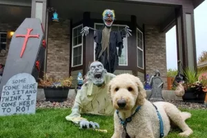ژست های بامزه سگ یک کاربر با تزئینات هالووین همسایه هایش !