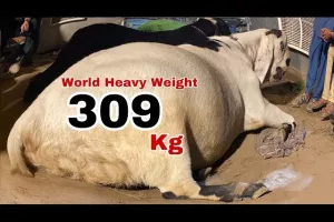 ویدئو برگ ریزون از بز پاکستانی ۳۰۹ کیلوگرمی !
