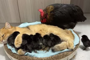 (ویدئو) وقتی مرغ مراقبت کردن از جوجه هاشو از گربه یاد بگیره این شکلی میشه !