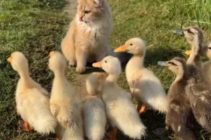این گربه مهربون به ۸ تا جوجه اردک آموزش راه رفتن در طبیعت را یاد میده !